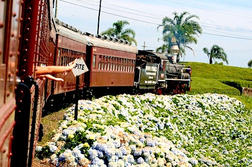 Tour Trem e Vinho com Ingresso Epopeia Italiana e Ingresso para o Trem Maria Fumaça 