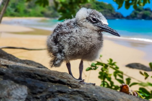Trilha Costa dos Mirantes em Noronha